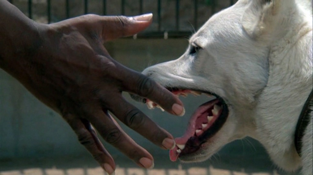 10. White Dog